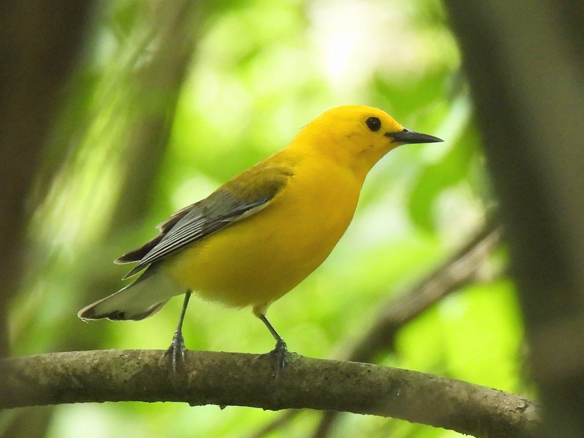 Prothonotary Warbler - ML618403947