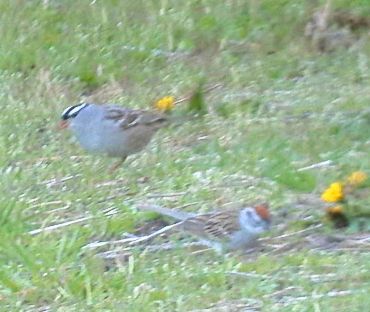Chipping Sparrow - ML618403949