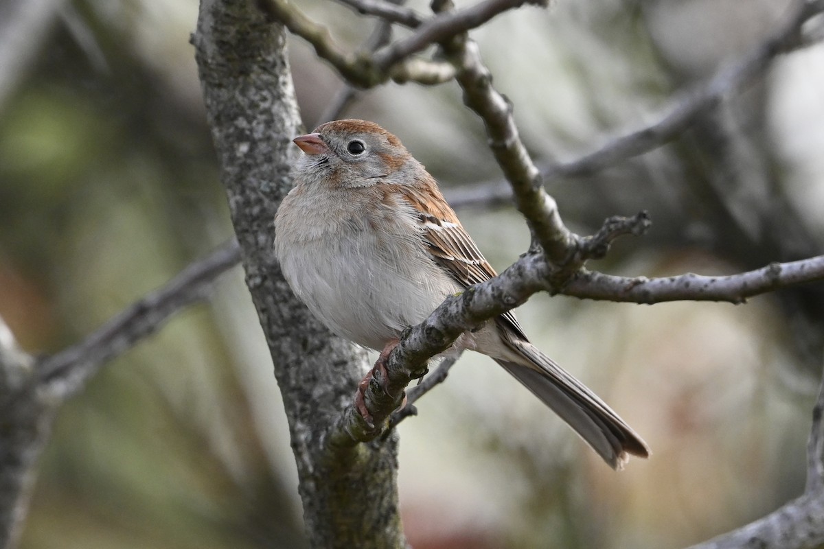 Field Sparrow - ML618403977