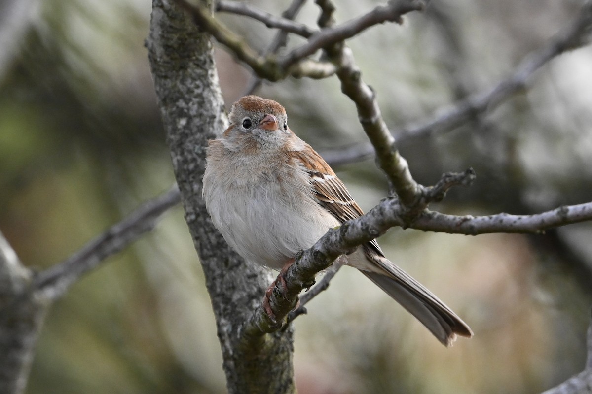 Field Sparrow - ML618403979