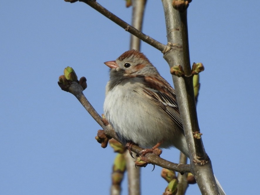 Field Sparrow - ML618403994