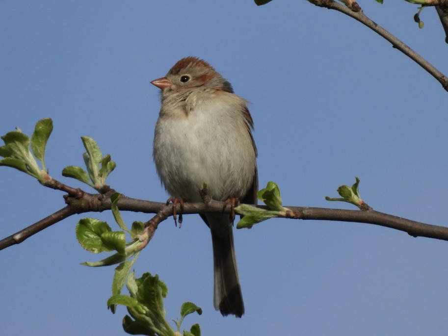 Field Sparrow - ML618403995