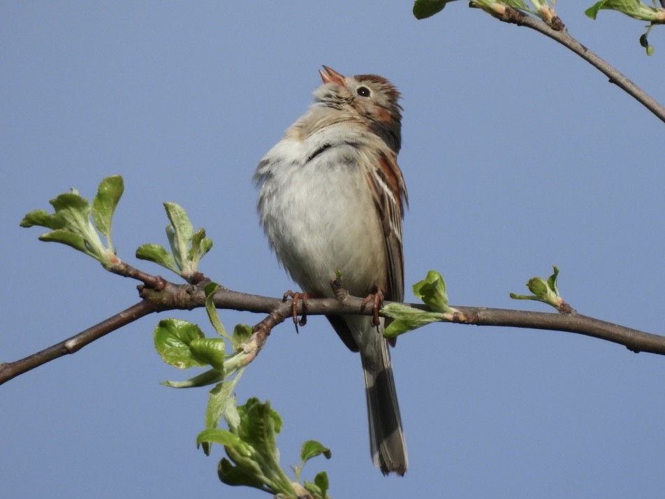Field Sparrow - ML618403996