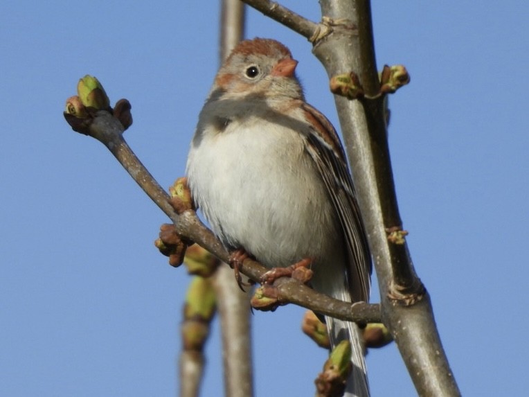Field Sparrow - Jean Gairdner