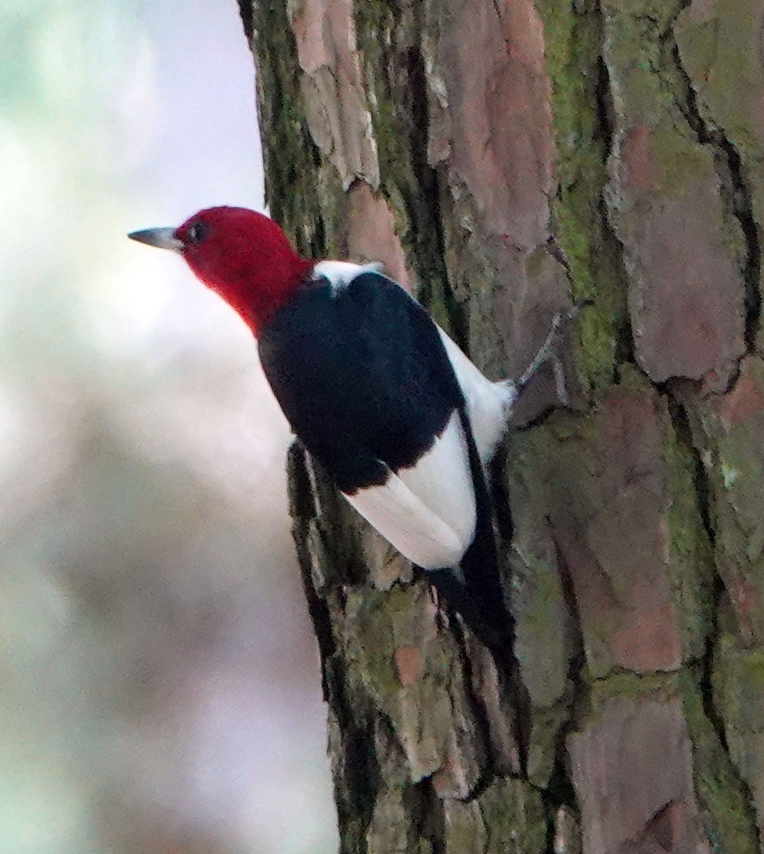Red-headed Woodpecker - ML618404020