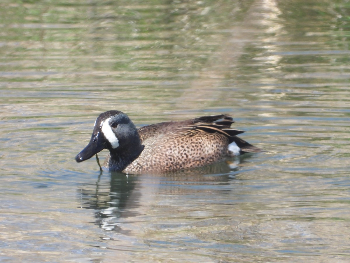 Blue-winged Teal - ML618404026