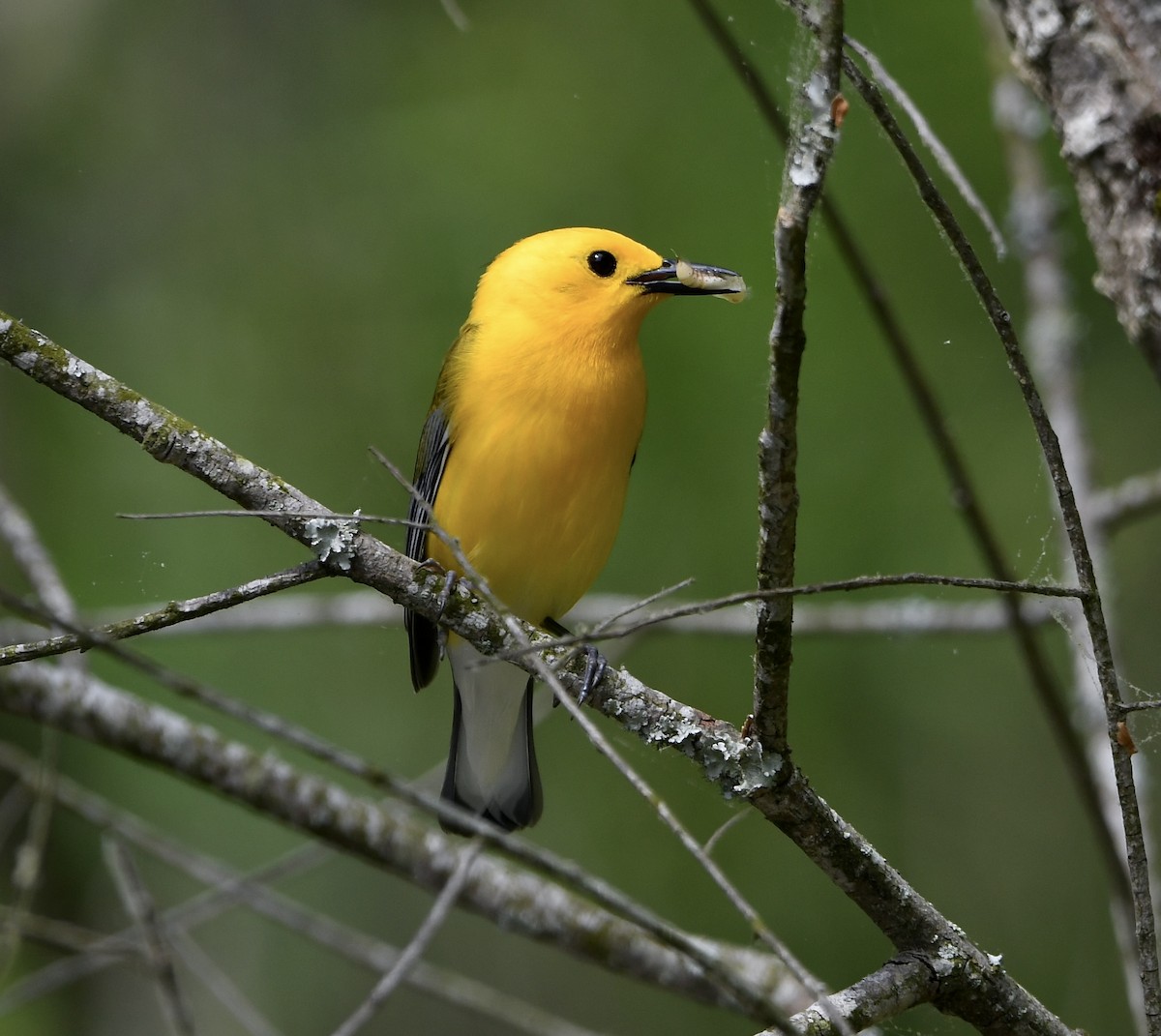 Prothonotary Warbler - Paul Nielson