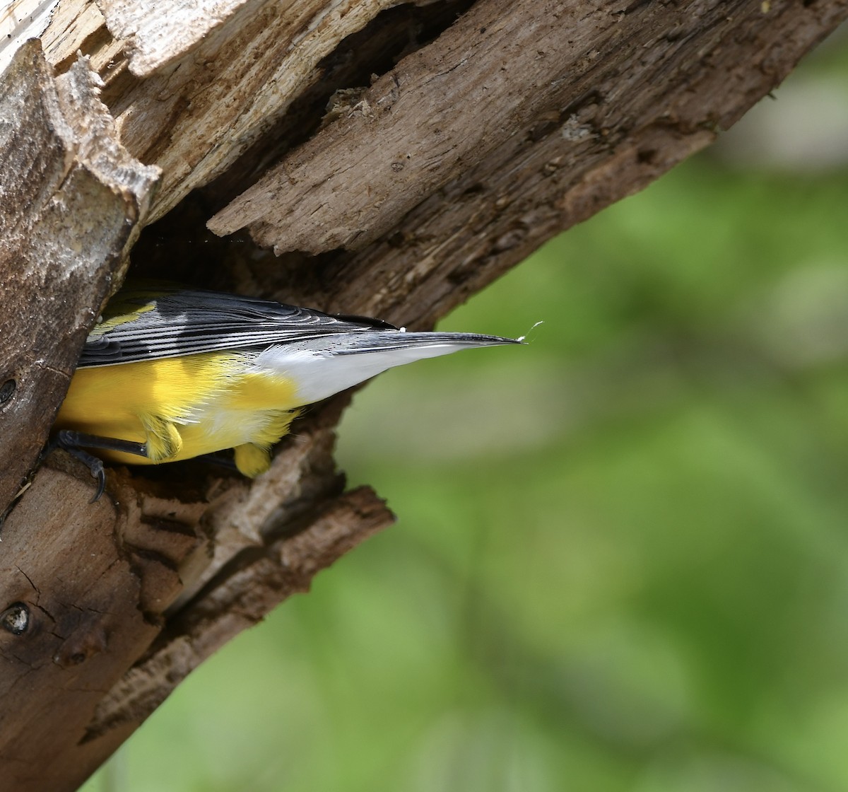 Prothonotary Warbler - ML618404093