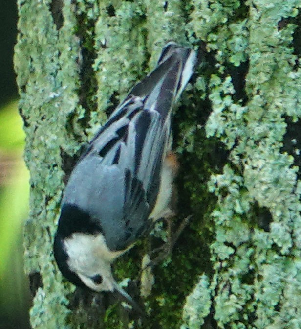 White-breasted Nuthatch - ML618404107