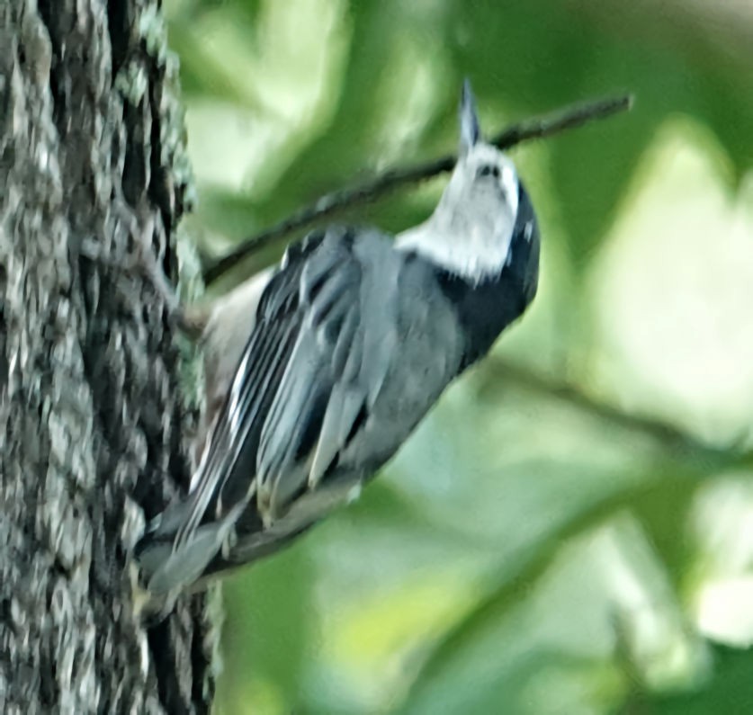 White-breasted Nuthatch - ML618404108