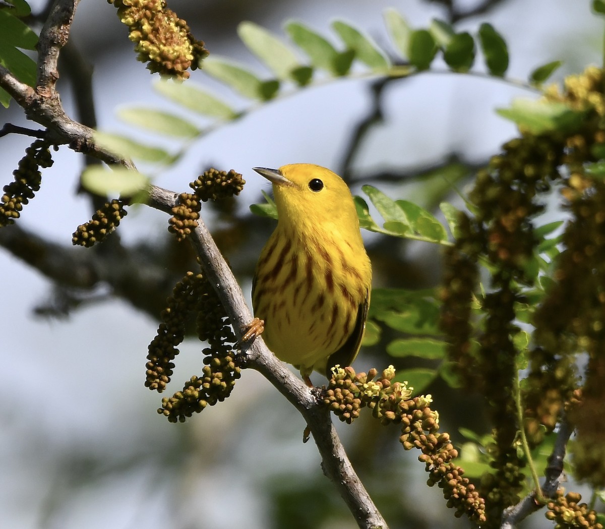 Yellow Warbler - Paul Nielson