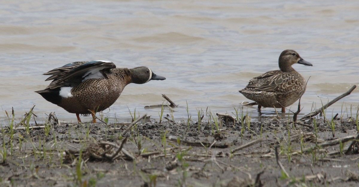Blue-winged Teal - ML618404132