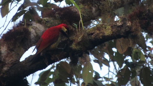 Crimson-mantled Woodpecker - ML618404161