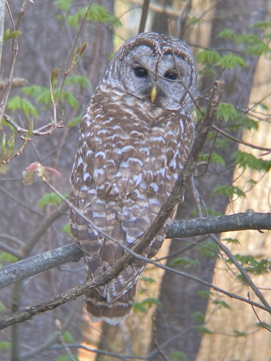 Barred Owl - ML618404182