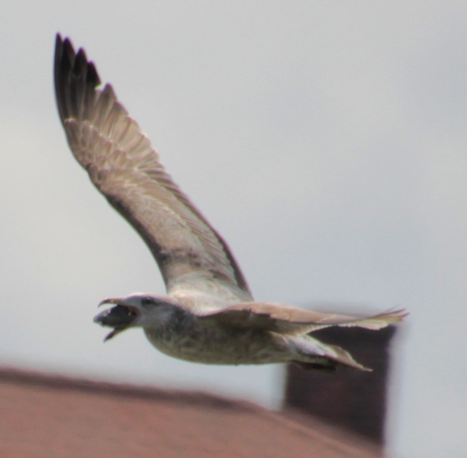 Herring Gull (American) - ML618404204