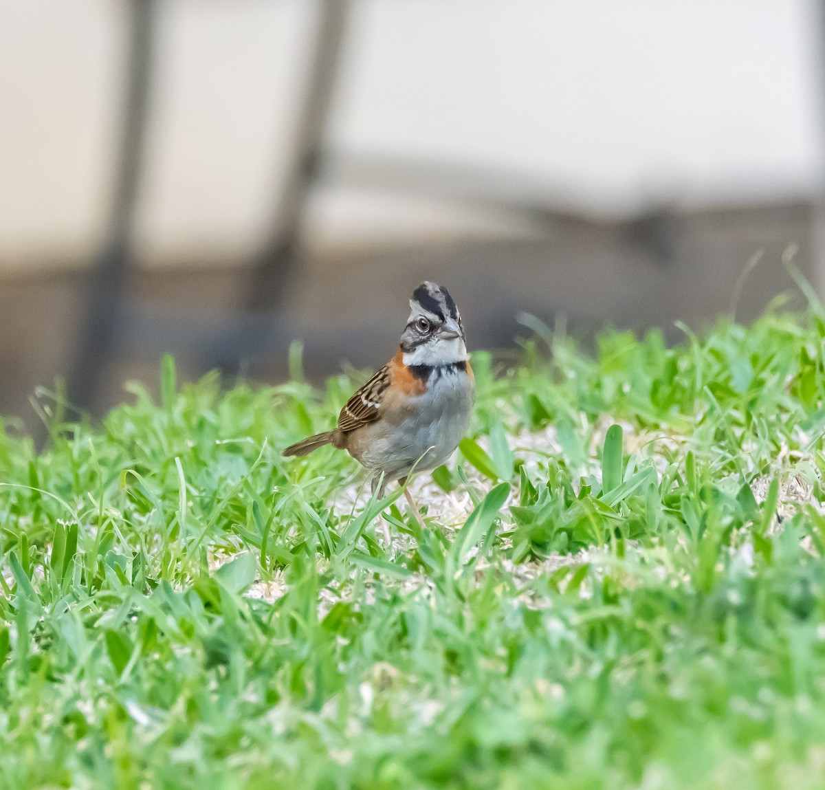 Rufous-collared Sparrow - ML618404275