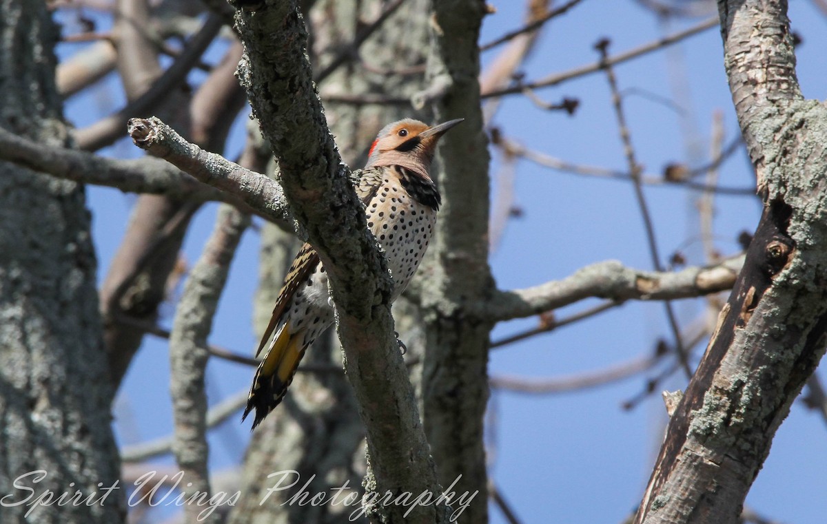 Northern Flicker (Yellow-shafted) - ML618404330