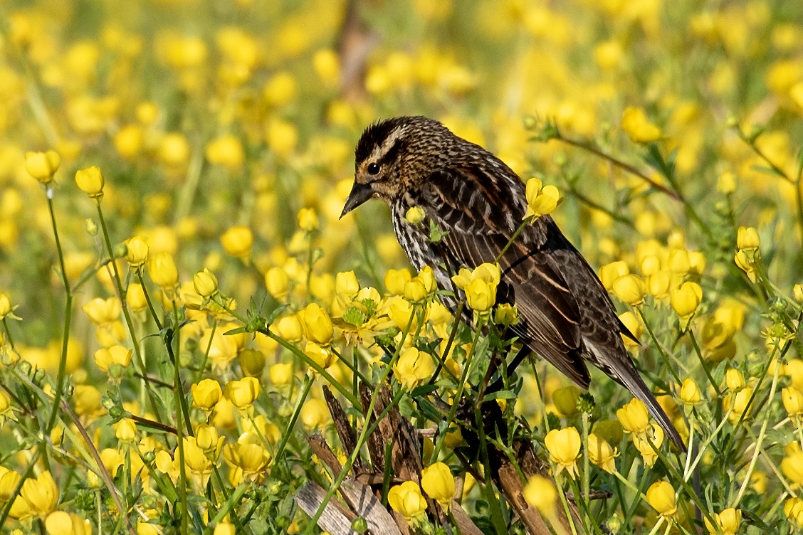 Red-winged Blackbird (Red-winged) - ML618404335