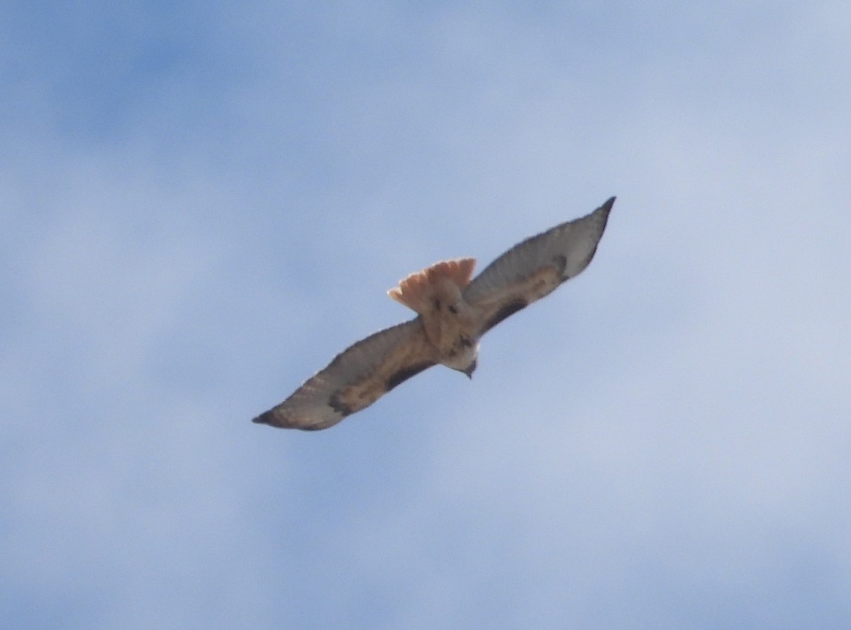 Red-tailed Hawk - ML618404378