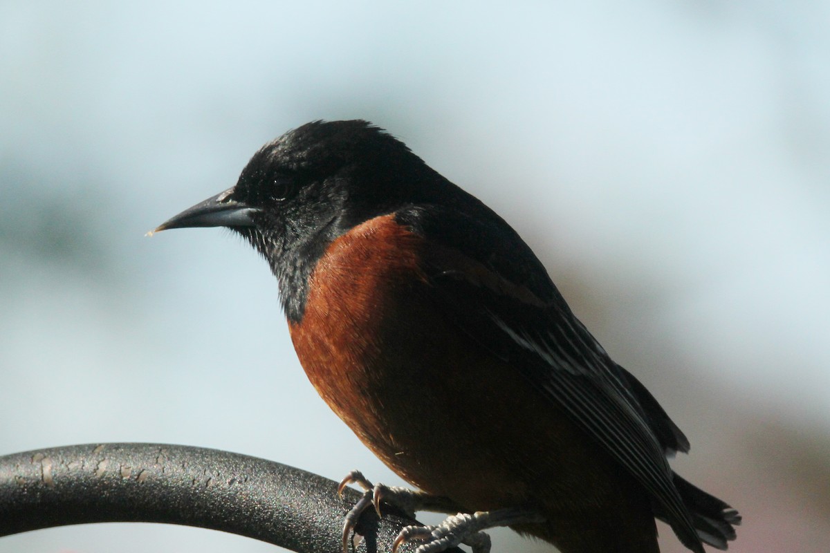 Orchard Oriole - ML618404397