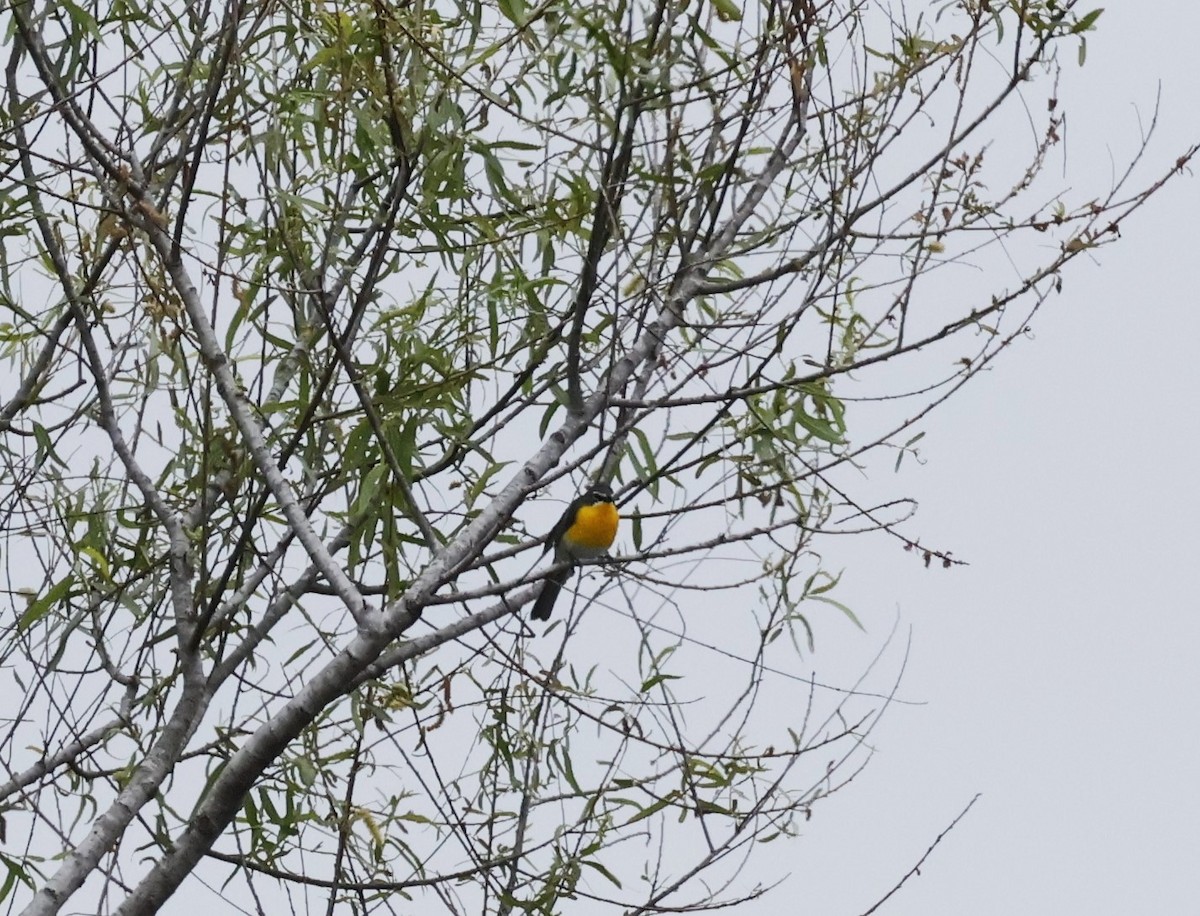 Yellow-breasted Chat - ML618404408