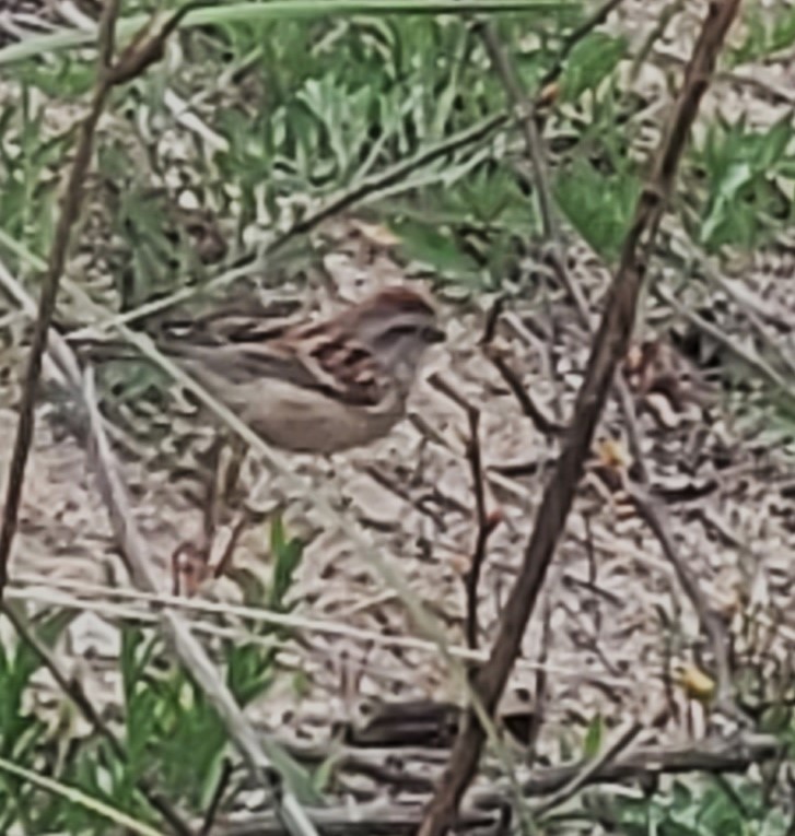 American Tree Sparrow - ML618404411