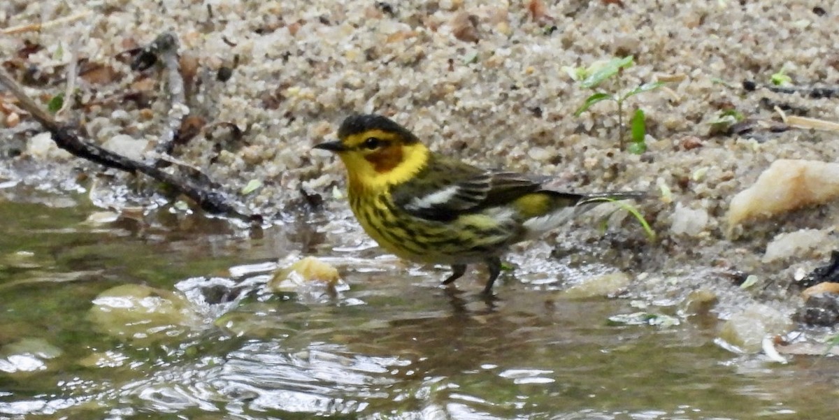 Cape May Warbler - ML618404412