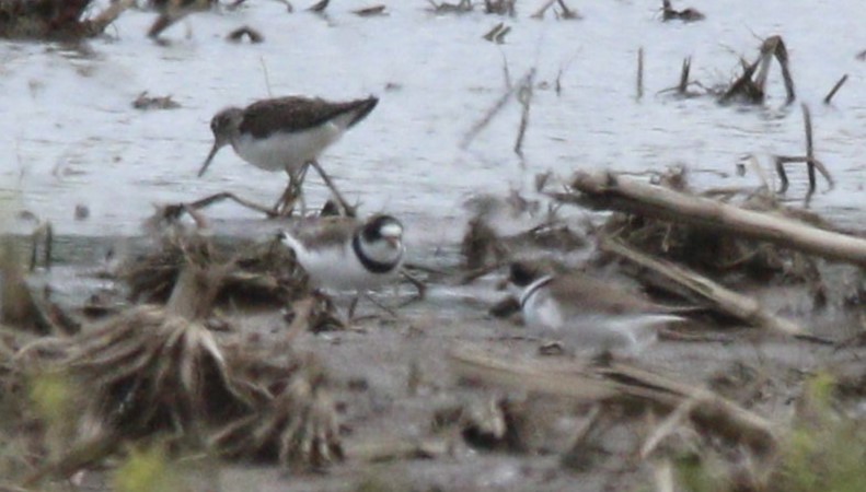 Semipalmated Plover - ML618404415
