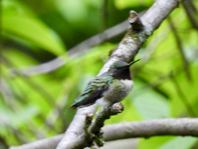 Ruby-throated Hummingbird - ML618404430