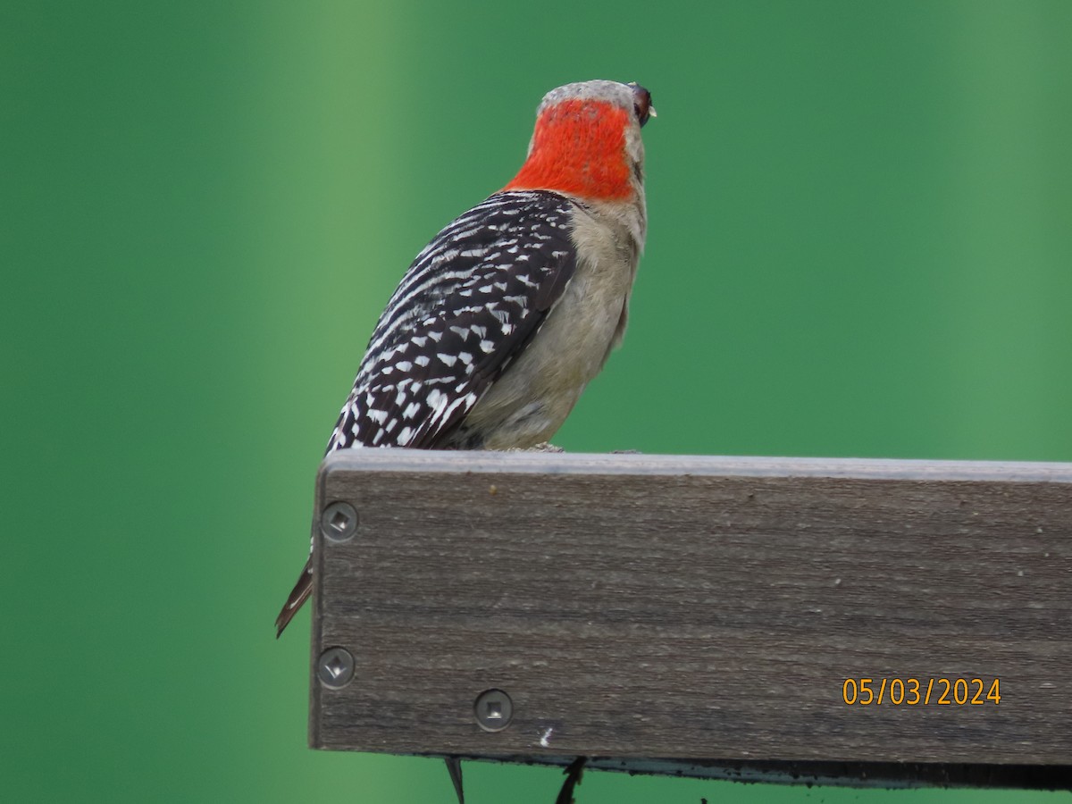 Red-bellied Woodpecker - ML618404451