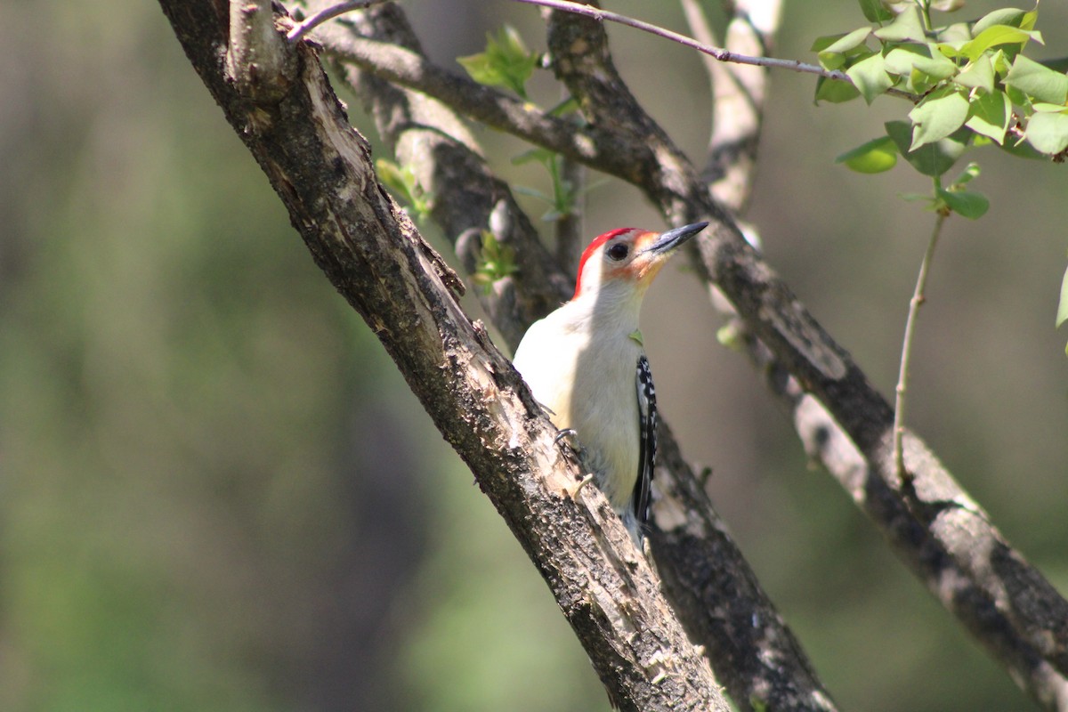 Red-bellied Woodpecker - ML618404459