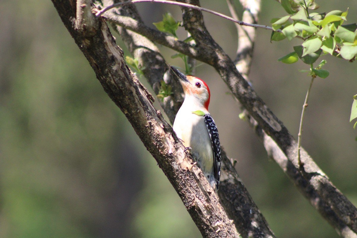 Red-bellied Woodpecker - ML618404460
