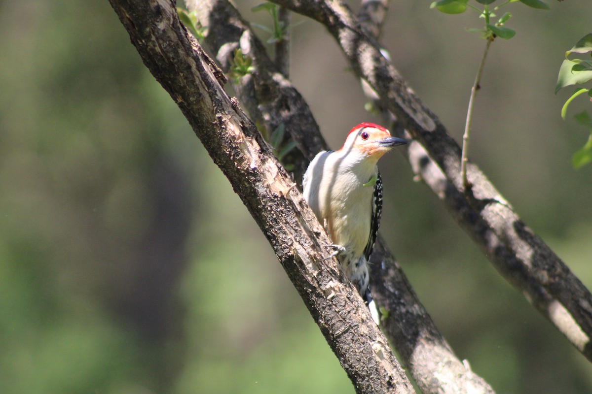 Red-bellied Woodpecker - ML618404461
