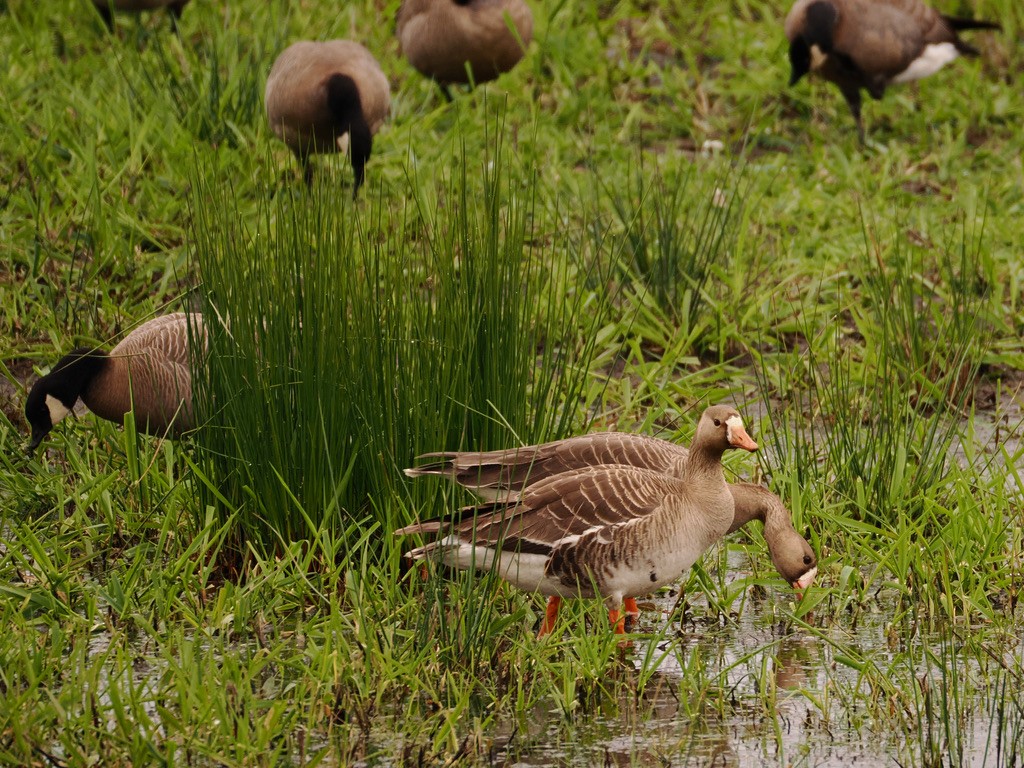 Greater White-fronted Goose - ML618404465