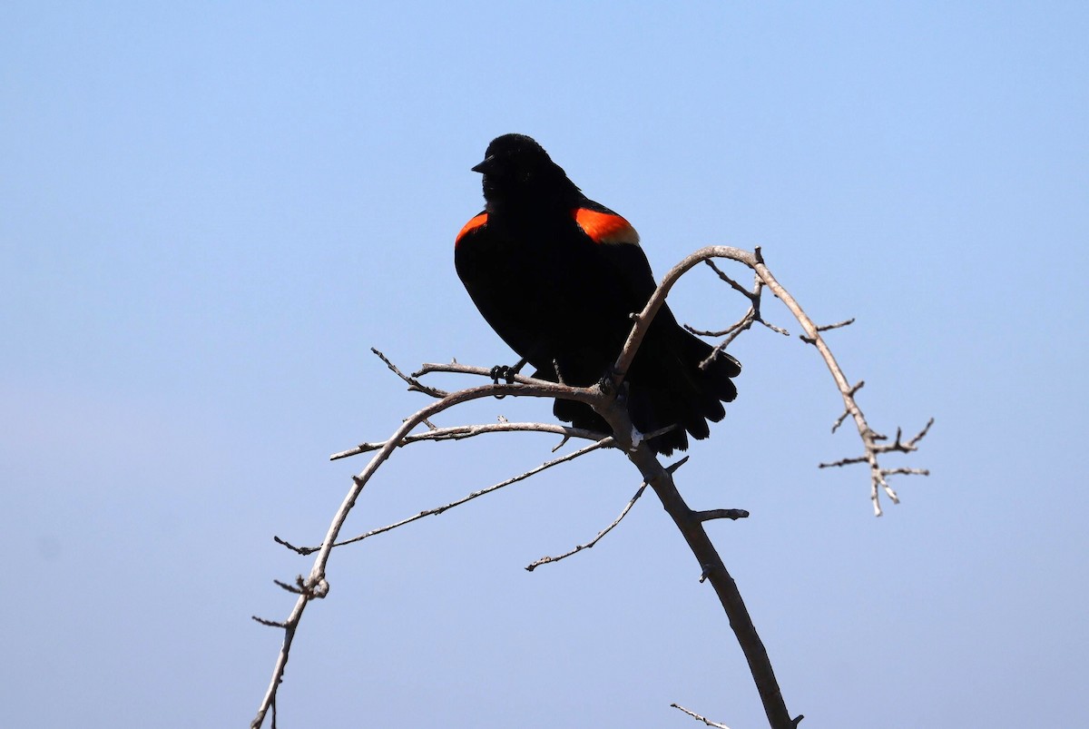 Red-winged Blackbird - ML618404471
