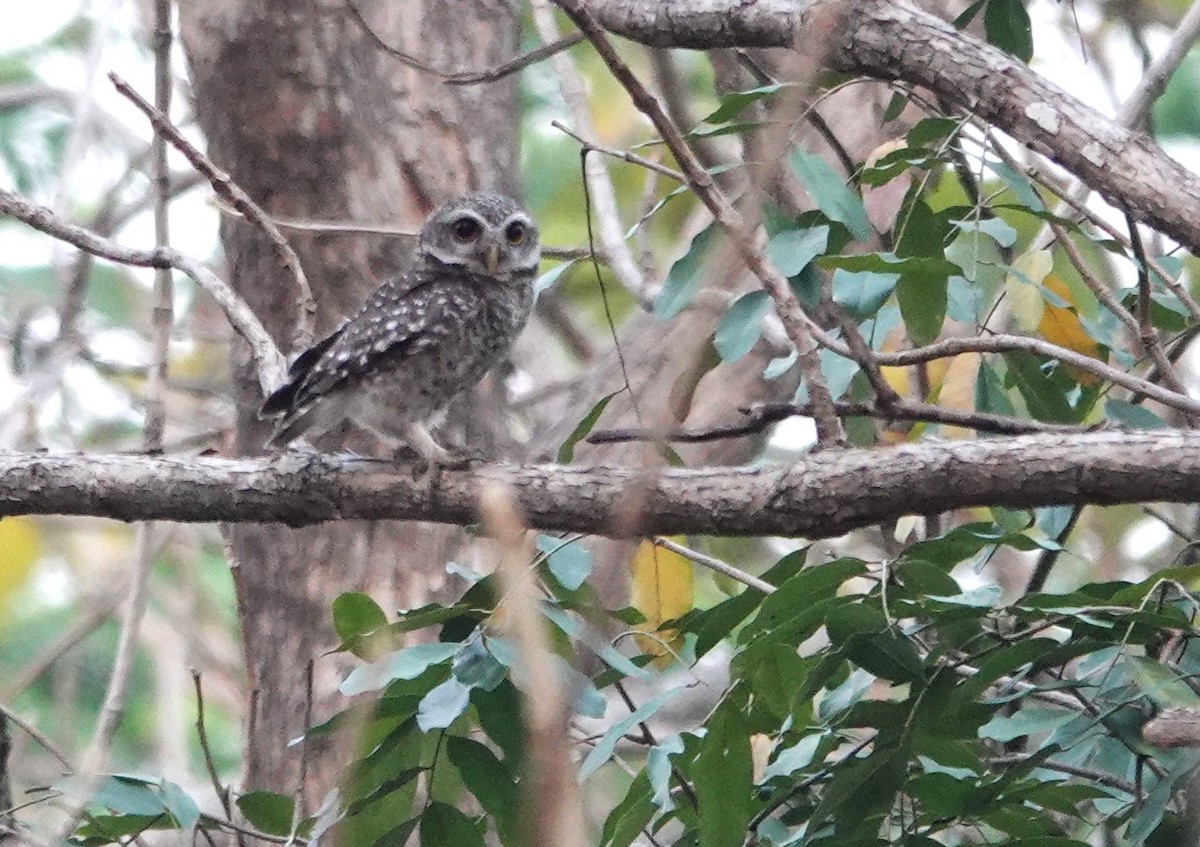 Spotted Owlet - ML618404563