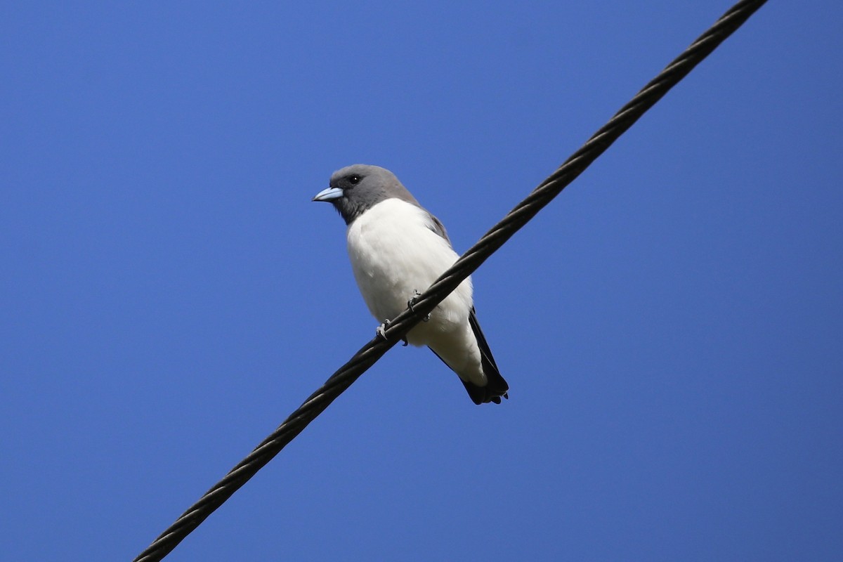 White-breasted Woodswallow - ML618404565