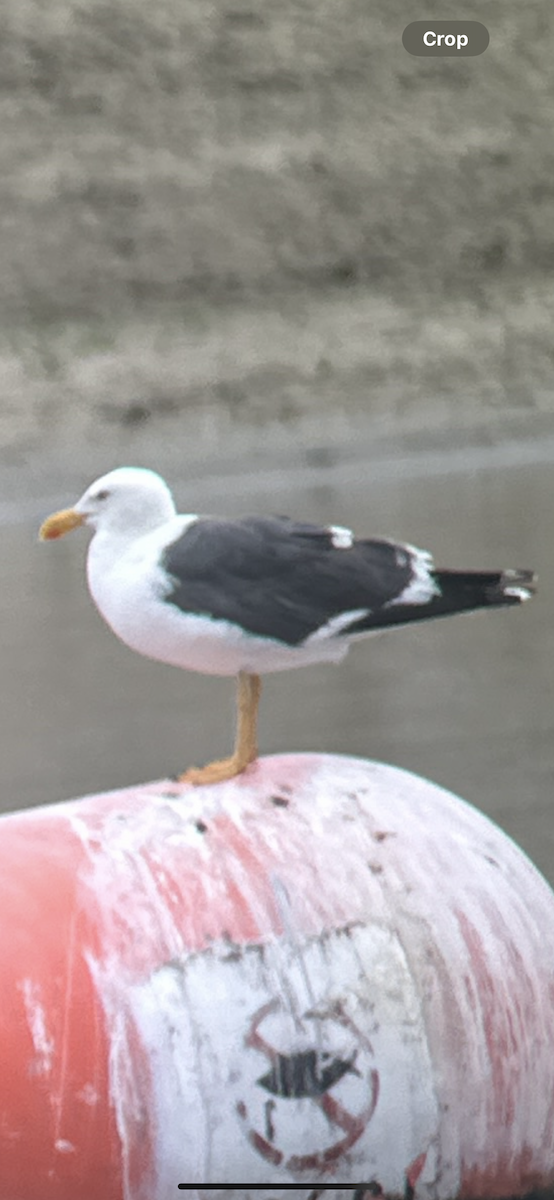Yellow-footed Gull - ML618404574