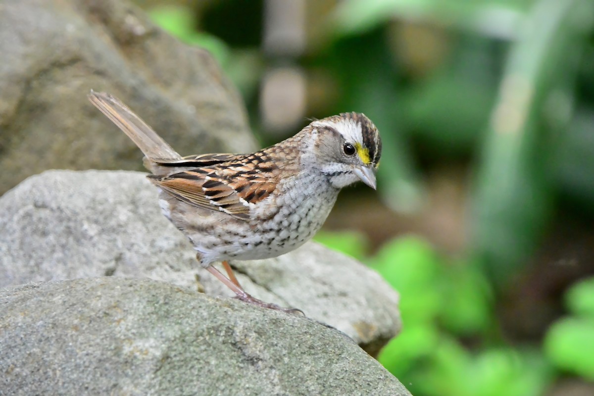 White-throated Sparrow - ML618404631