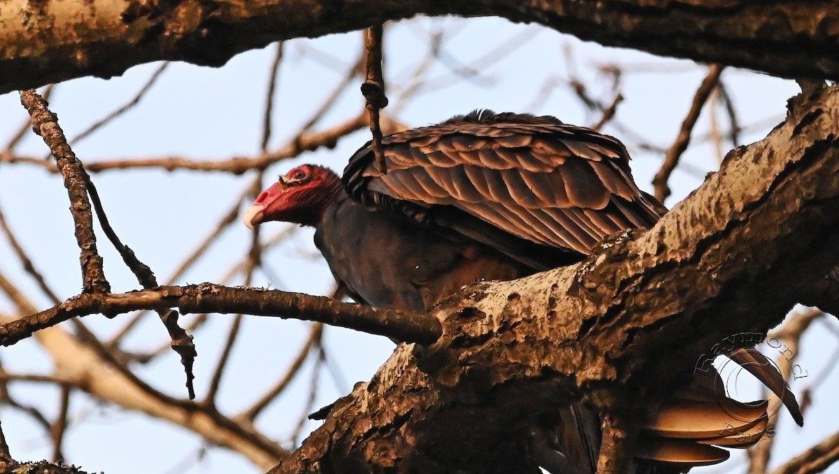 Turkey Vulture - ML618404647