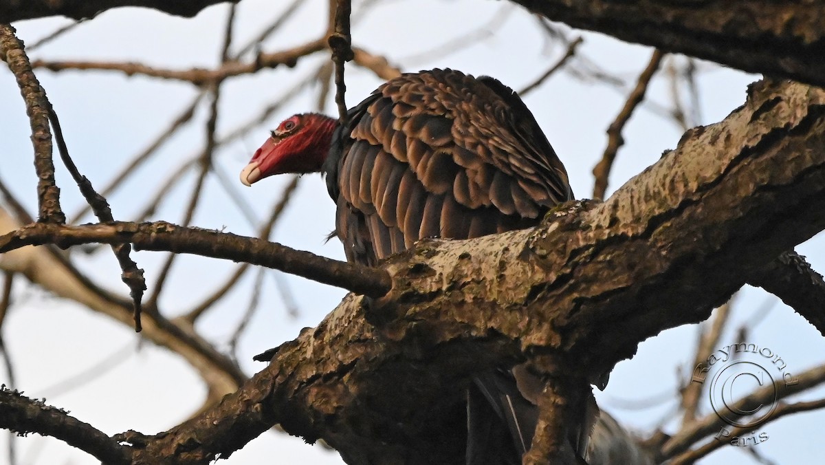 Turkey Vulture - ML618404672