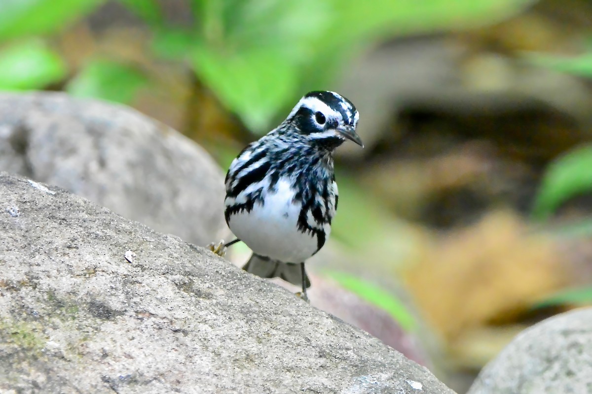 Black-and-white Warbler - ML618404676