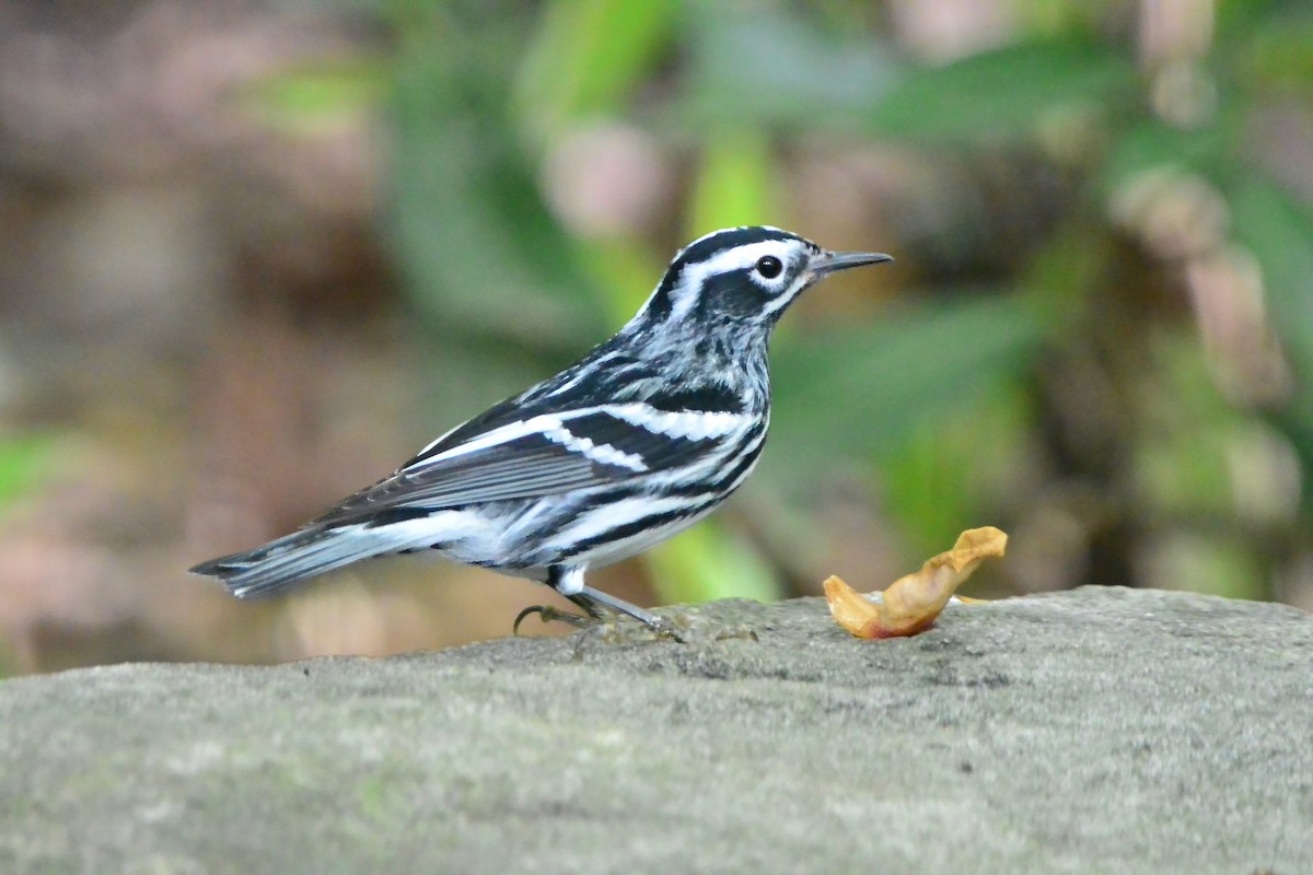 Black-and-white Warbler - ML618404677