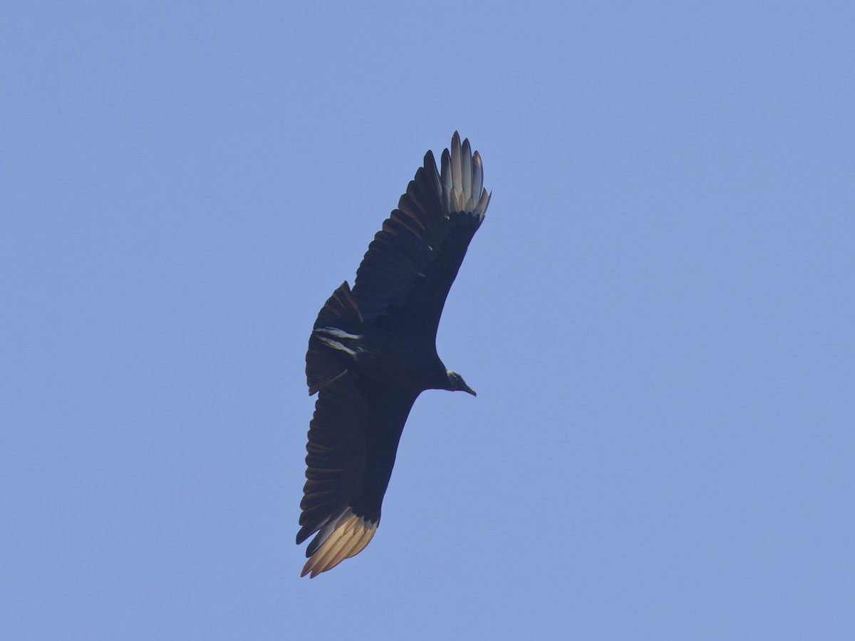 Black Vulture - Angus Wilson