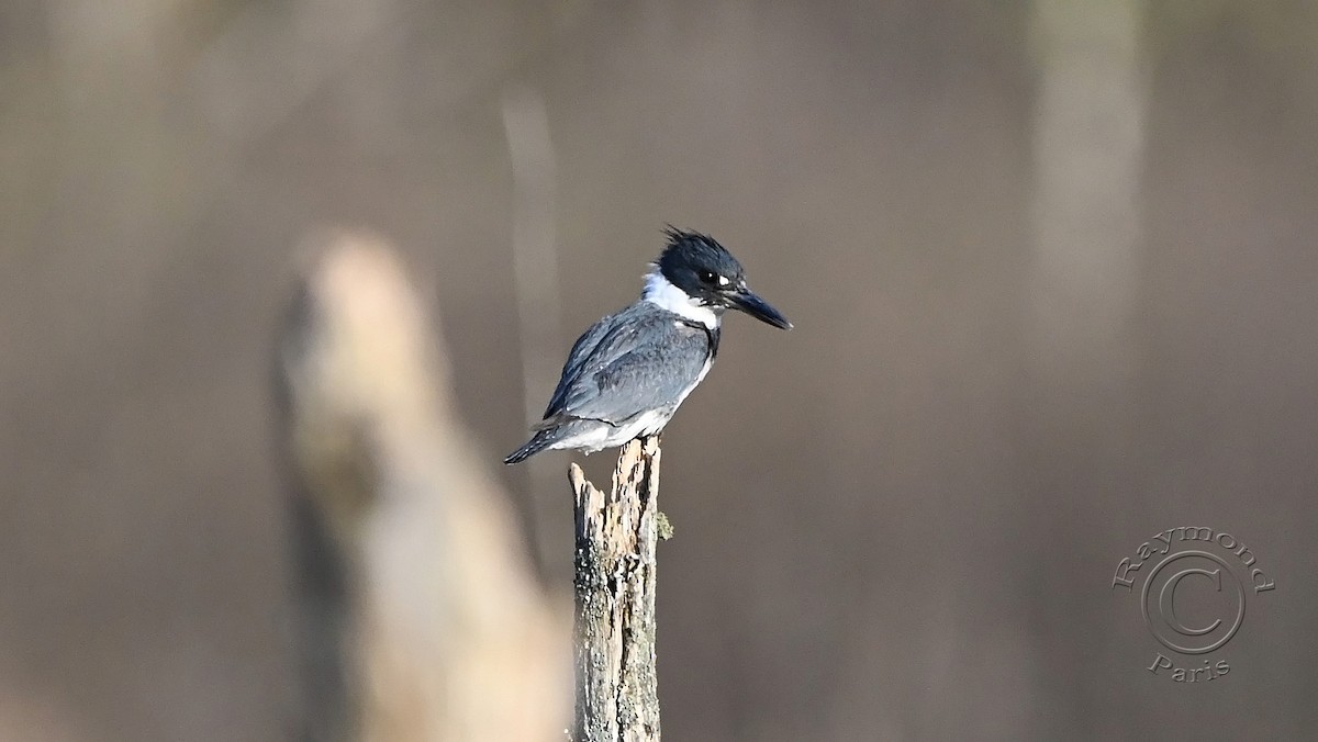 Belted Kingfisher - ML618404698
