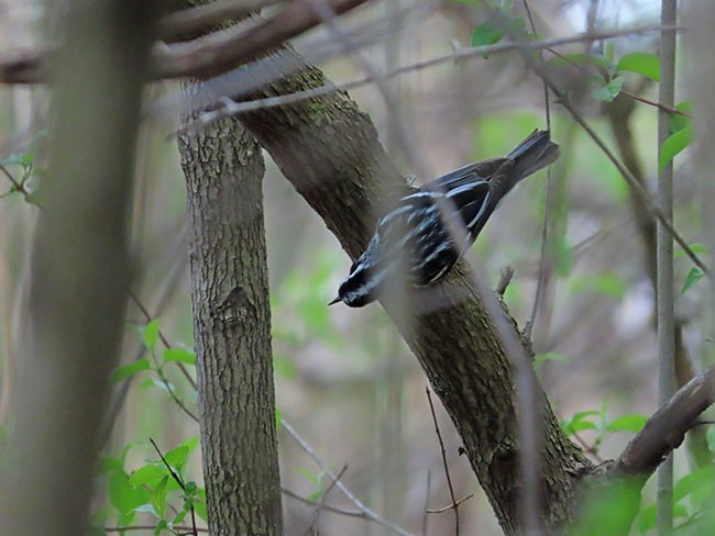 Black-and-white Warbler - ML618404706