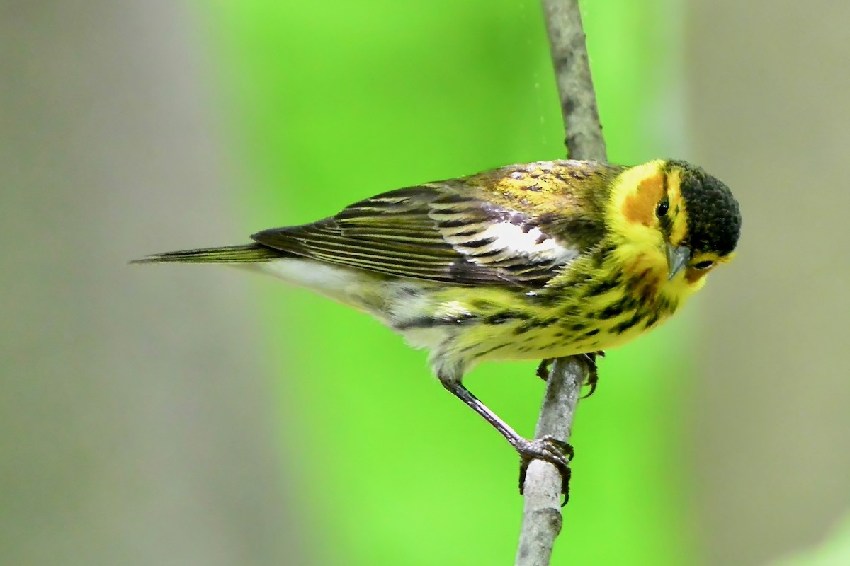 Cape May Warbler - ML618404710