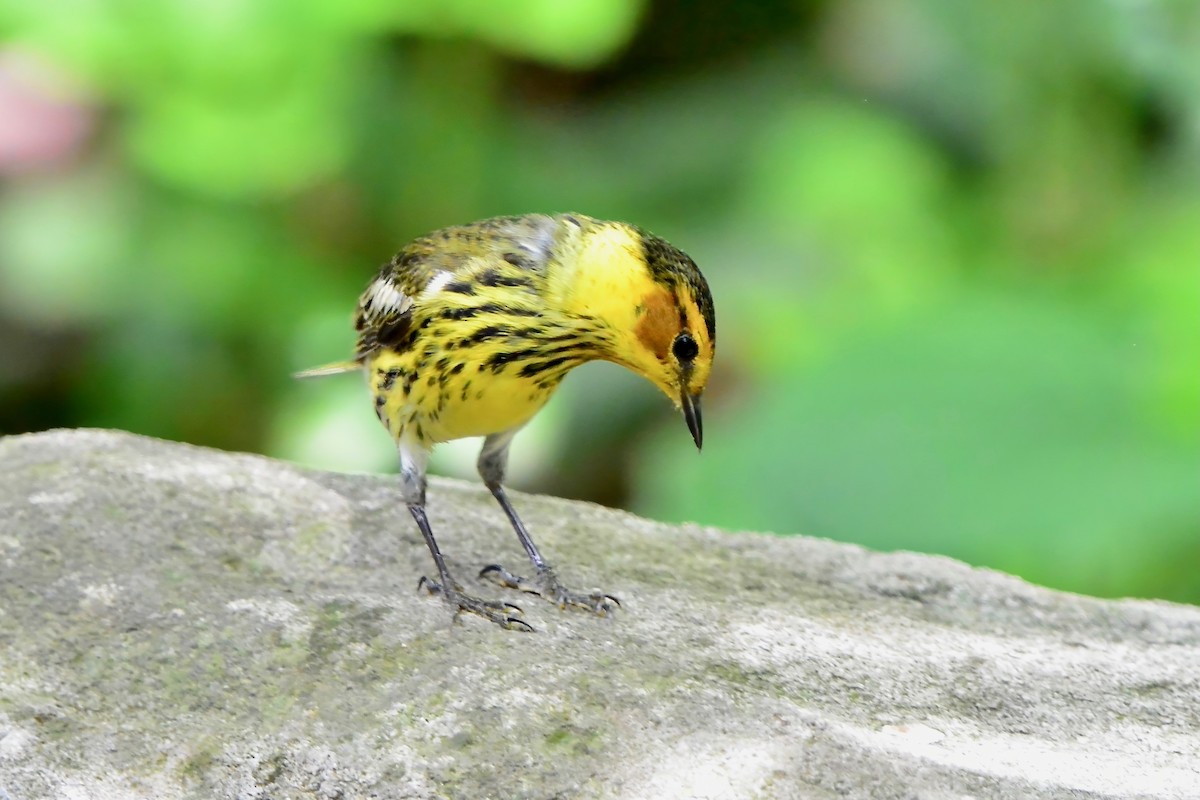 Cape May Warbler - ML618404711
