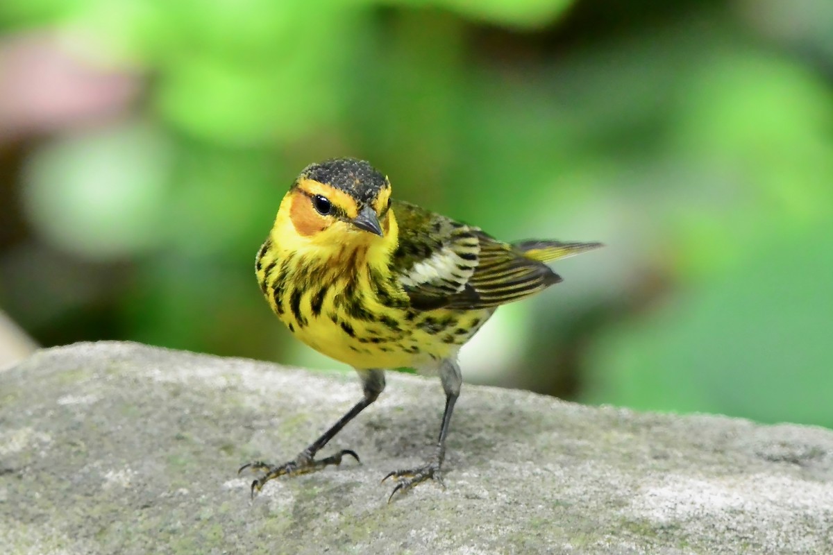 Cape May Warbler - ML618404712