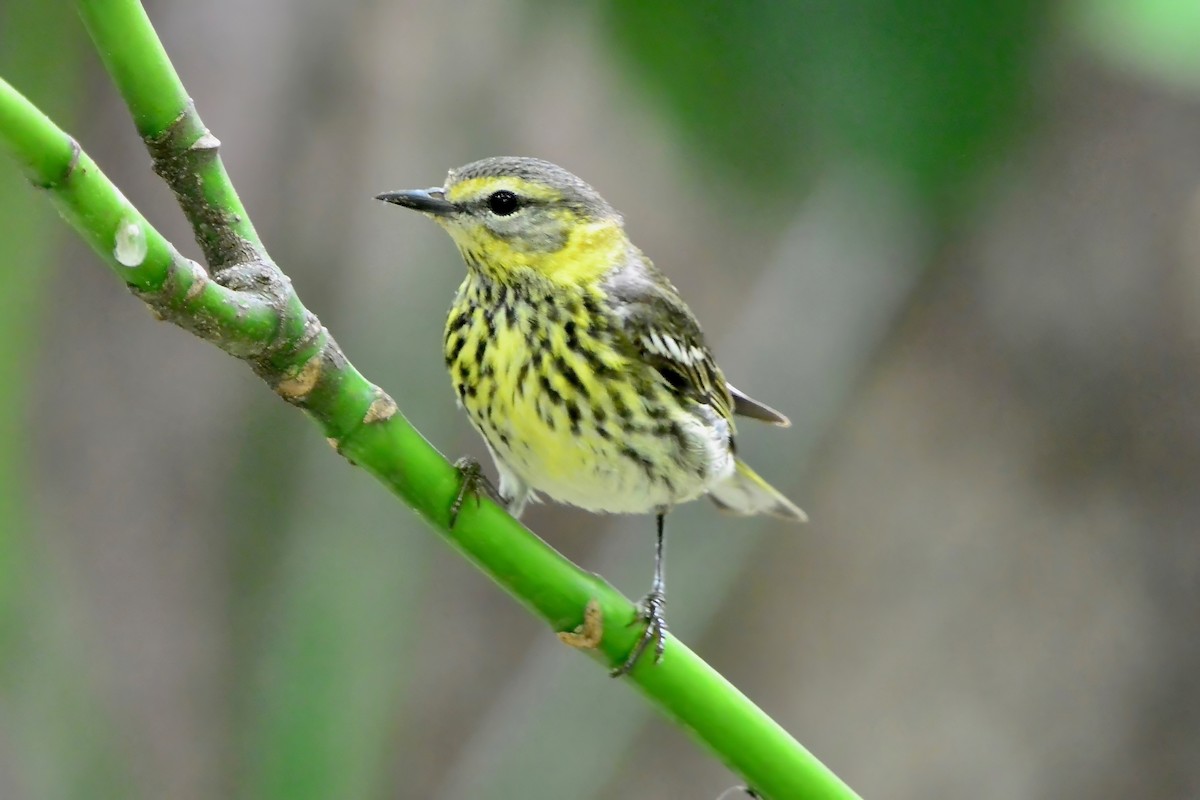 Cape May Warbler - ML618404713